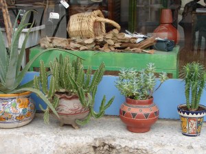 Kaktusi - mūsu izvēle. 