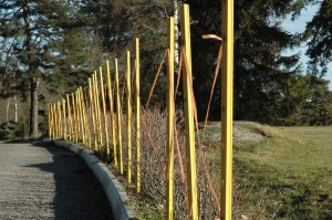 Rīta skrējiens. Sandras Veinbergas foto.