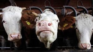 Foto - Svenska Dagbladet