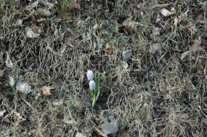 Pavasaris. 19.03.2012