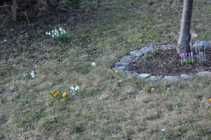 Pavasara ziedi. 2012. 19.03.