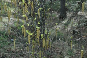 Bērzs pavasarī. Foto autore Sandra Veinberga