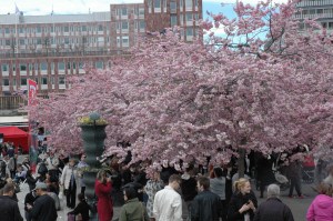 Burvīgais ķiršu laiks Stokholmā