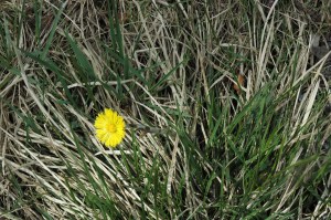 Māllēpe. 2012. 29. aprīlis