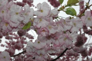 Ķiršu dārzs, kas iedzīvojies ziemeļos