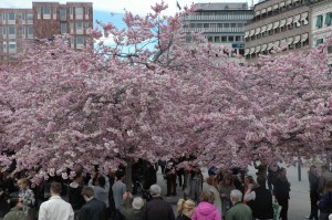 Zied ķirši. Sandras Veinbergas foto