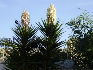 Palmu ziedi 2012. 21.06