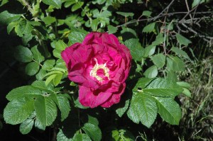 Sarkanā mežroze. 2012. 10. jūnijs