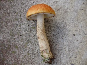 Apšu beka, 29.augusts 2012