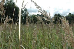 Burvīgās Zvārtavas pļavas