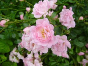 Dārza rozes, 2012. 5. augusts