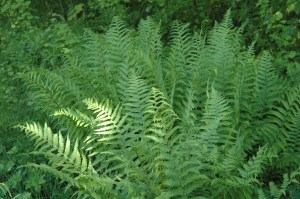 Papardes zieds - dāvana Latvijai 94. dzimšanas dienā!