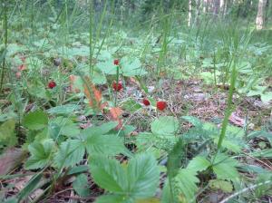 meža zemenes Brīvdabas muzejā