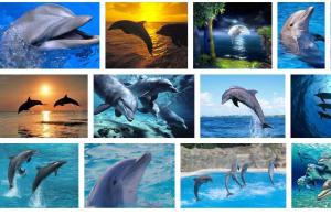 delfīni  -smaidošās zivis