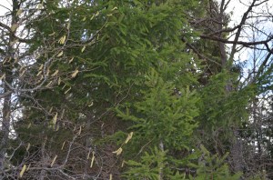 Bērza sakaras, foto Sandra Veinberga