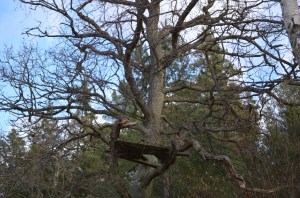 Štābs kokā, foto Sandra Veinberga