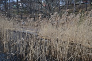 Jūras smilgas, foto Sandra Veinberga