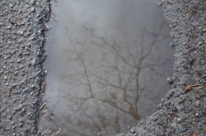 Koks peļķē, foto Sandra Veinberga