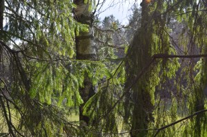 Pavasara saule mežā, foto Sandra Veinberga