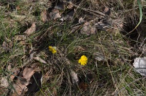 Pavasara ziedi, foto Sandra Veinberga