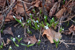 Pavasara zvaniņi, foto Sandra Veinberga
