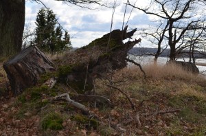 Pēc vētras. foto Sandra Veinberga