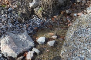 Strauts pavasarī, foto Sandra Veinberga