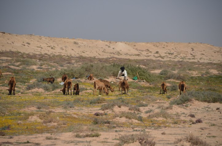 Sahāra, gans. S.Veinbergas foto