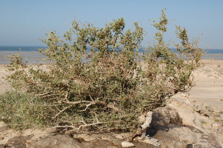 maroka rietumsahara dahla 2015 marts 138