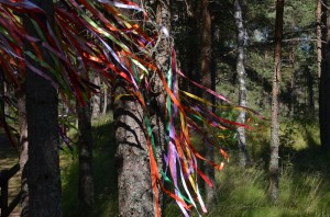 Orienta priedes, Žocene 2015